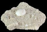 Eocene Fossil Gastropod (Globularia) - Damery, France #73803-1